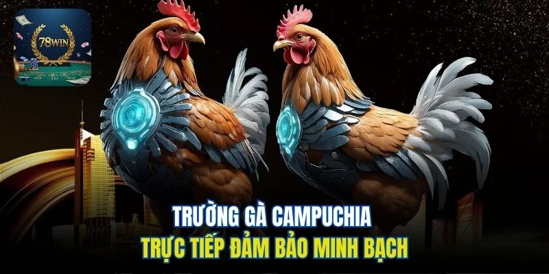 Trường gà Campuchia trực tiếp đảm bảo minh bạch